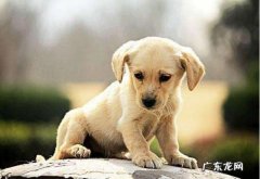 小狗缺钙吃什么，吃小狗孕妇钙片简易合理不粗鲁