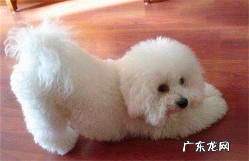 比熊耳朵里面发臭是怎么回事,比熊耳螨如何清除