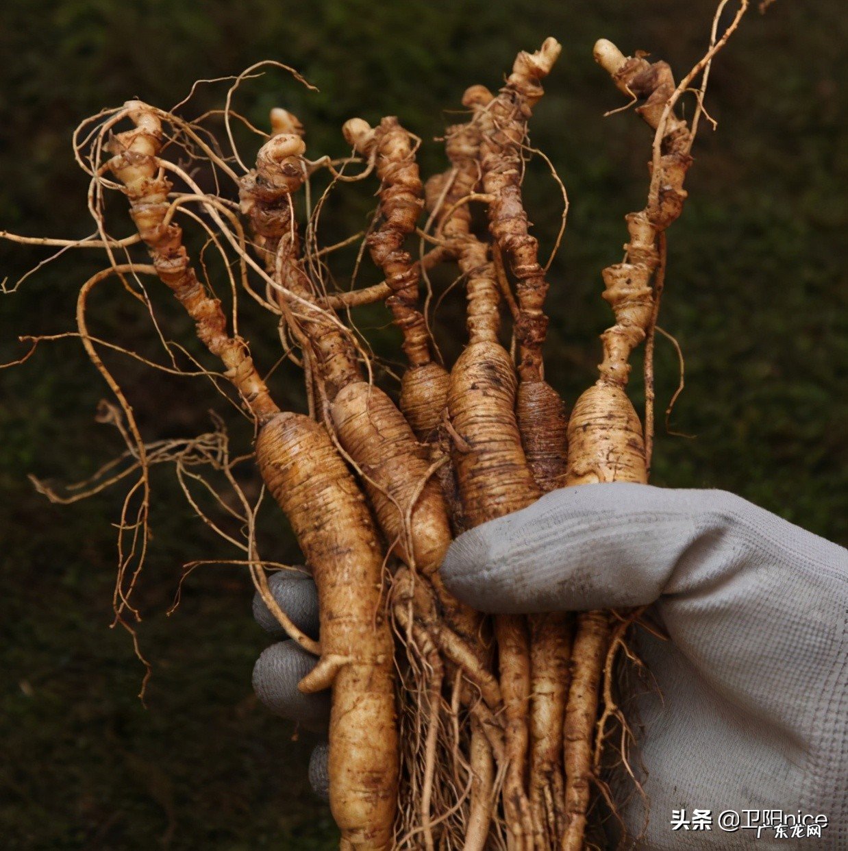 网红货源批发渠道 快手卖货怎么找货源？