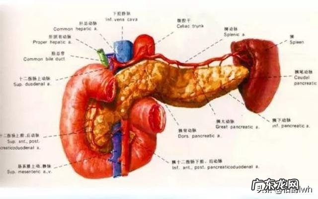 每次喝完酒后,抠喉催吐会怎么样