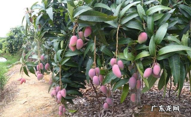 微商果哥到每日优鲜,生鲜行业重新洗牌,如何撬动行业的千亿市场