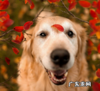 从五个地区可看得出狗缺钙的表现，小狗孕妇钙片来挽救