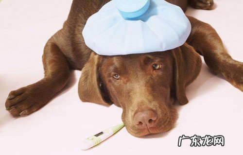狗狗感冒口臭怎么办，狗狗感冒了口臭怎么办