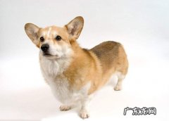 狗狗感冒口臭怎么办，狗狗感冒了口臭怎么办