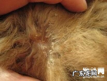小狗掉白屑该怎么办?小狗掉白屑的缘故基解决方式