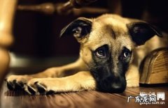 【犬犬鞭虫病症】狗狗犬鞭虫缘故|确诊|防止及治疗方法