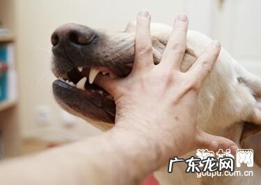 狂犬病毒临床表现主要表现及防止方式