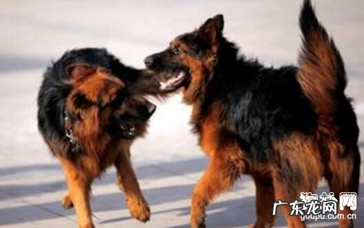 狂犬病毒临床表现主要表现及防止方式