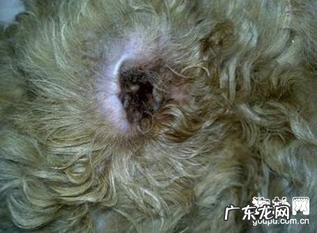 小狗得了耳螨怎么办？有什么治疗方法呢？