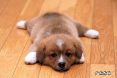 柯基犬感冒发烧该怎么办？合理减轻狗狗发烧的对策