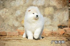 萨摩耶幼犬拉肚子臭，小萨摩耶拉肚子了