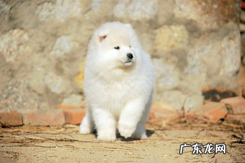 萨摩耶幼犬拉肚子臭,小萨摩耶拉肚子了