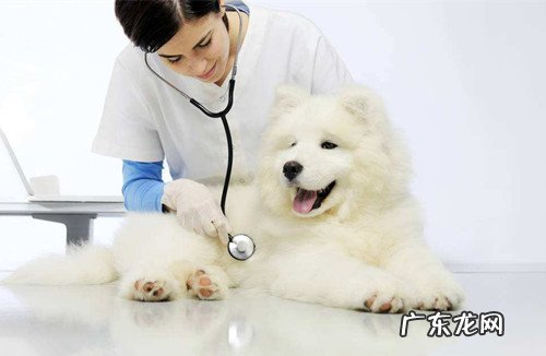 萨摩耶幼犬拉肚子臭,小萨摩耶拉肚子了