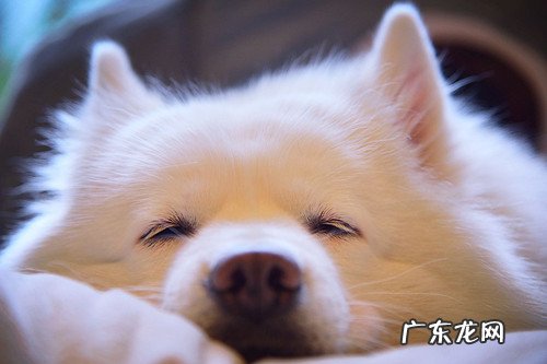 萨摩耶感冒吃物品吗,萨摩耶发烧感冒情况严重会不要吃物品吗