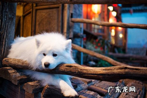 萨摩耶感冒吃物品吗,萨摩耶发烧感冒情况严重会不要吃物品吗