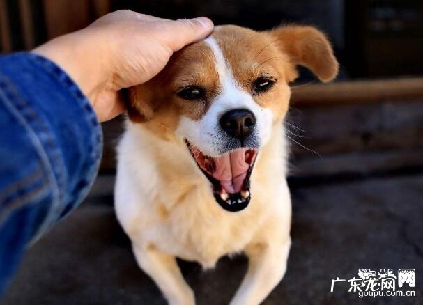 狗狗打疫苗要留意些哪些?