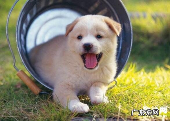 狗狗打疫苗要留意些哪些?