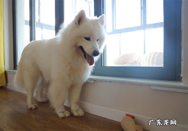 维生素没法制小狗牙龈肿胀,小狗:免费那么多药粒自我保护了?