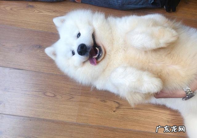 维生素没法制小狗牙龈肿胀,小狗:免费那么多药粒自我保护了?