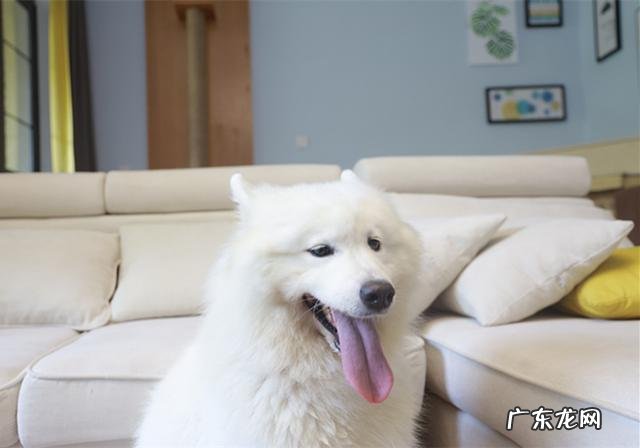 维生素没法制小狗牙龈肿胀，小狗：免费那么多药粒自我保护了？