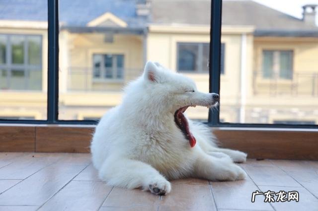 维生素没法制小狗牙龈肿胀，小狗：免费那么多药粒自我保护了？