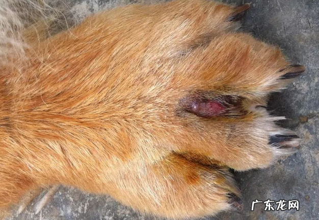 小狗手指尖炎治疗方法入门教程,宠物趾尖襄肿应该怎么办?