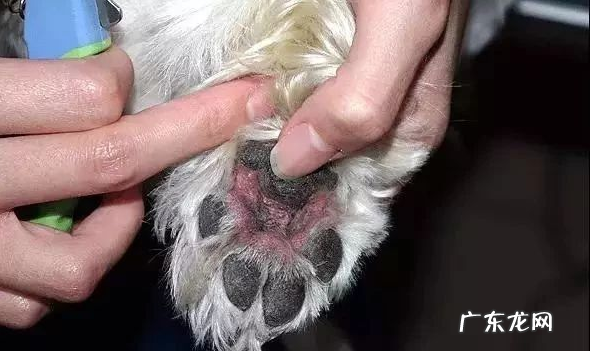 小狗手指尖炎治疗方法入门教程,宠物趾尖襄肿应该怎么办?