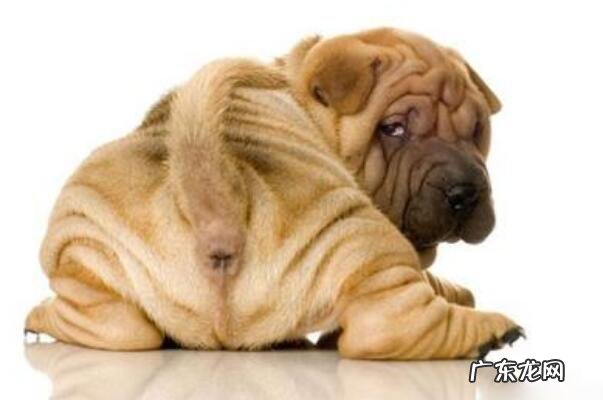 狗狗拉稀该怎么办，狗狗拉稀吃什么药好