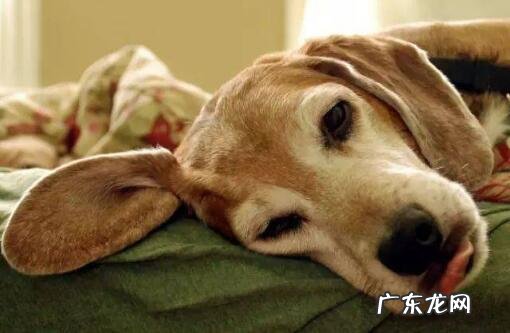 狗狗拉稀该怎么办，狗狗拉稀吃什么药好