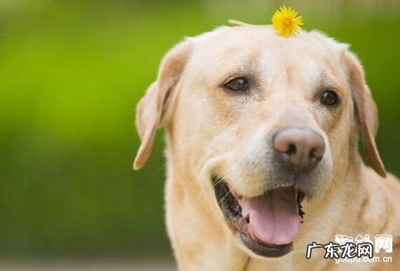 狗狗呕吐应该怎么办呢？