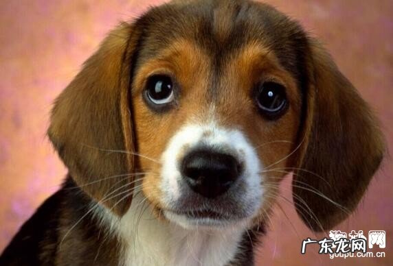 狗狗呕吐应该怎么办呢？