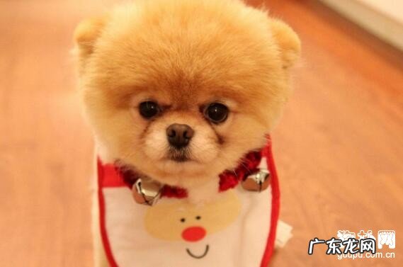 狗狗呕吐应该怎么办呢？