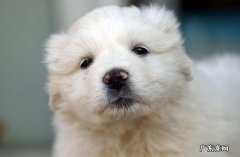 小狗身体不适会有什么行为?狗狗生病的预兆