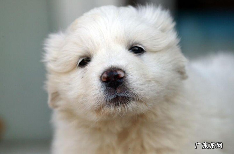 小狗身体不适会有什么行为?狗狗生病的预兆