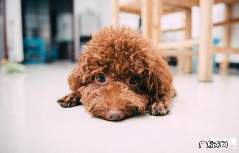 狗狗拉肚子是怎么回事，该如何处理？