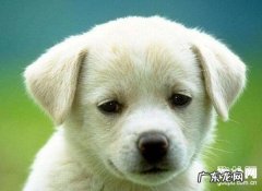 小狗吃自身的排泄物是什么原因？