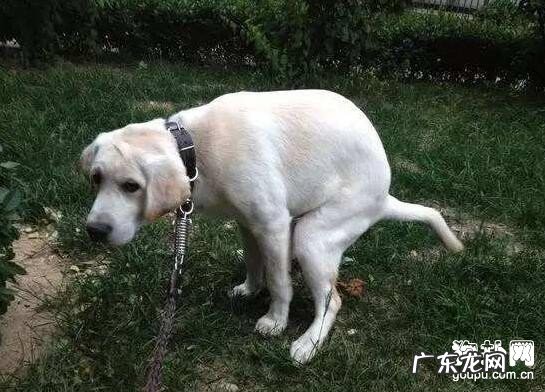 小狗吃自身的排泄物是什么原因？