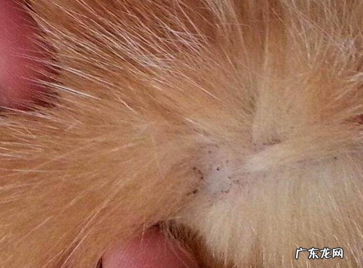 小狗有这种状况，表明就该为狗狗驱虫了！