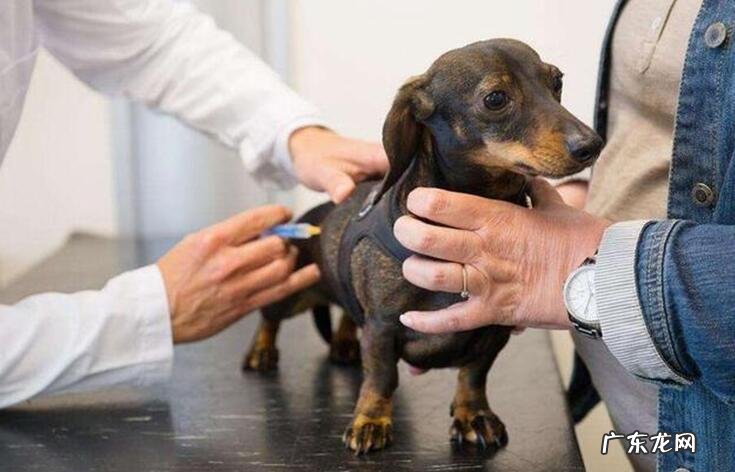 小狗有这种状况，表明就该为狗狗驱虫了！