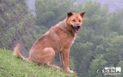 小狗的皮肤疾病会传染人吗