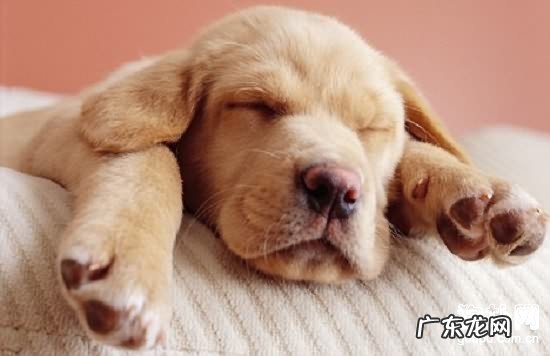 【犬白内障症状】狗狗白内障缘故|确诊|防止及治疗方法