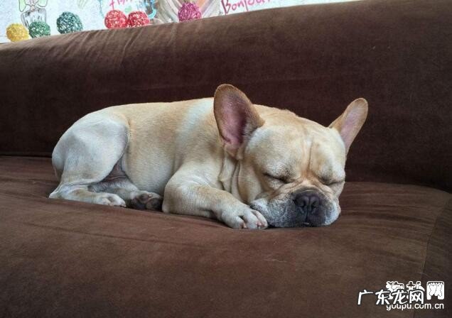 小狗怎么会抽动 狗狗抽搐时该怎么办