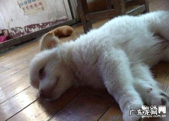 小狗怎么会抽动 狗狗抽搐时该怎么办