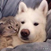 小狗能和猫猫一起喂养吗？