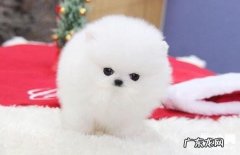 防止狗狗生病？预苗一定要打