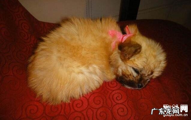 狗狗吐白沫的缘故及其医护关键点！