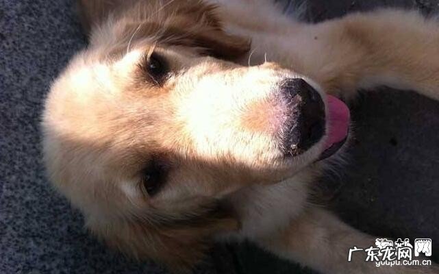 狗狗吐白沫的缘故及其医护关键点！