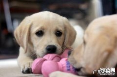 小狗抑郁的症状主要表现，小狗抑郁症的三大病症详细介绍