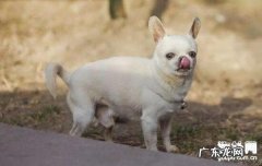 小狗得了风湿病该怎么办？有什么症状？三个方式帮你解愁！