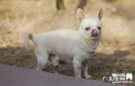 小狗得了风湿病该怎么办？有什么症状？三个方式帮你解愁！